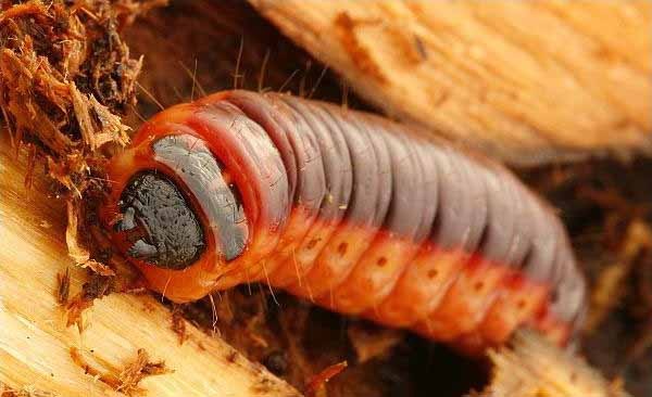 Combattere gli insetti che mangiano il legno