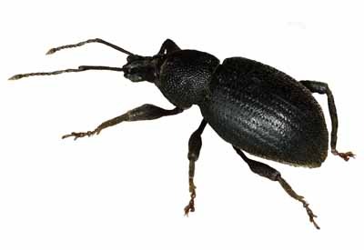 Oziorrinco