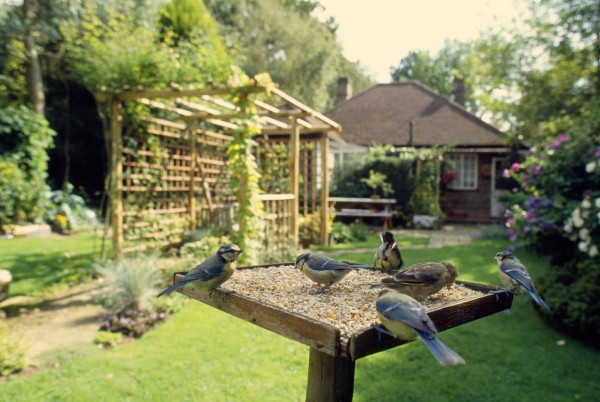 Birdgardening: attirare uccelli in giardino