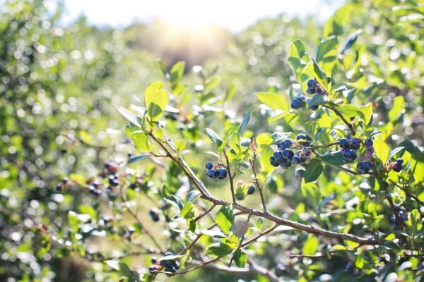 blueberries 1576403 1280 coltivare facile