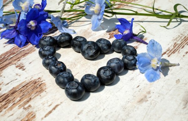blueberries 2441288 1280 coltivare facile