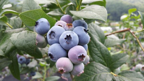 blueberry 1106831 1280 coltivare facile