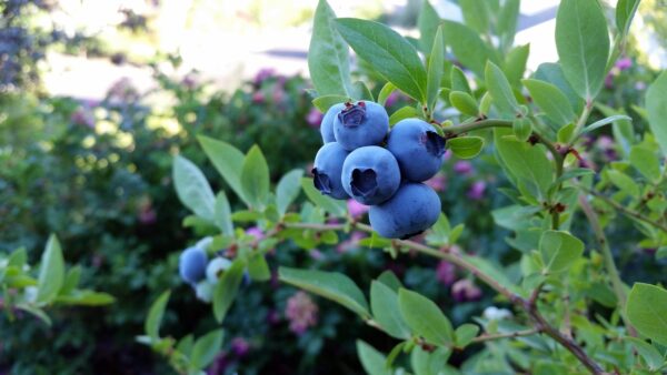 rubel blueberry 2918485 1280 coltivare facile
