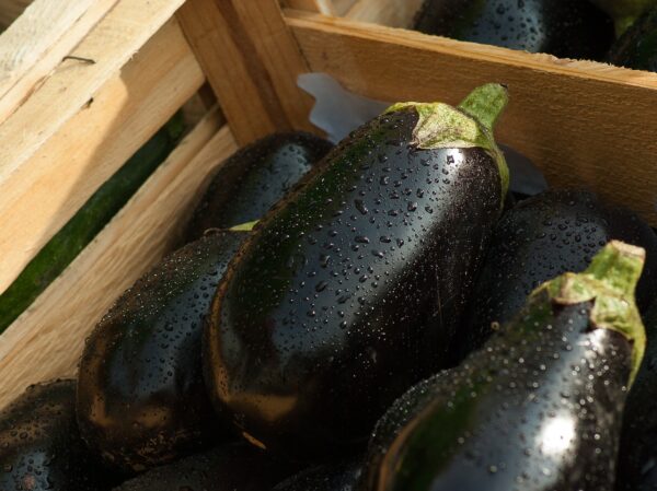eggplant 1707629 1280 coltivare facile