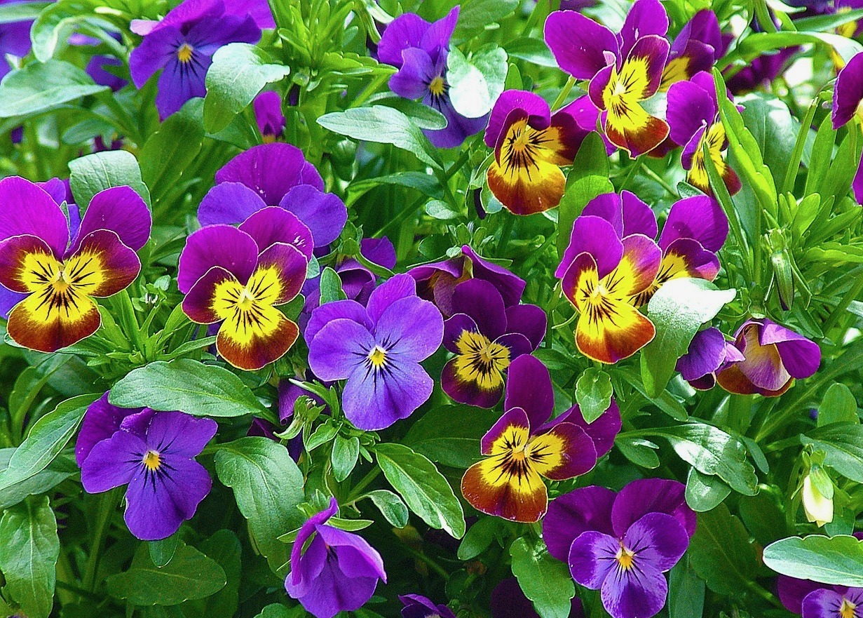 6 fiori bellissimi da piantare in primavera