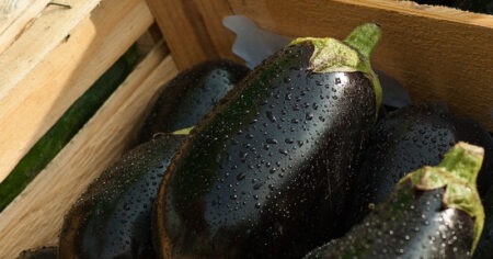 eggplant coltivare facile