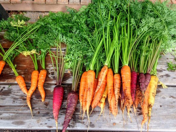 carrot 2743498 1280 coltivare facile
