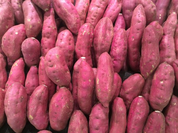 sweet potato 1666707 1280 coltivare facile