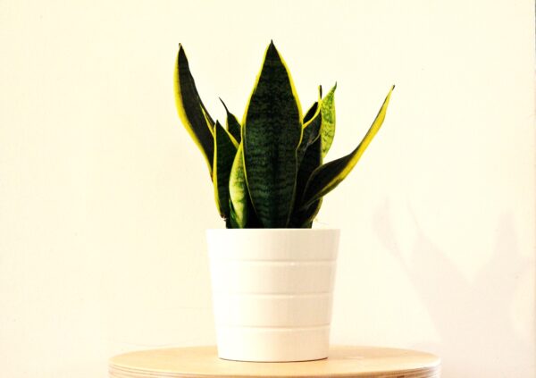 sansevieria 2582056 1280 coltivare facile