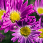 Aster: coltivazione e cura