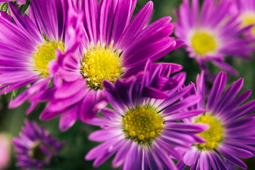 aster fiore