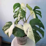 Monstera variegata albo